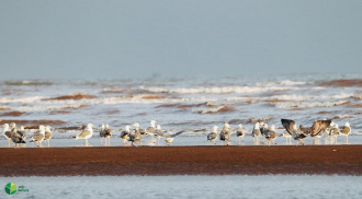 Tập huấn kỹ năng khảo sát, giám sát chim di cư và nâng cao năng lực cho cán bộ kỹ thuật vườn Quốc gia Xuân Thủy và khu bảo tồn đất ngập nước Thái Bình
